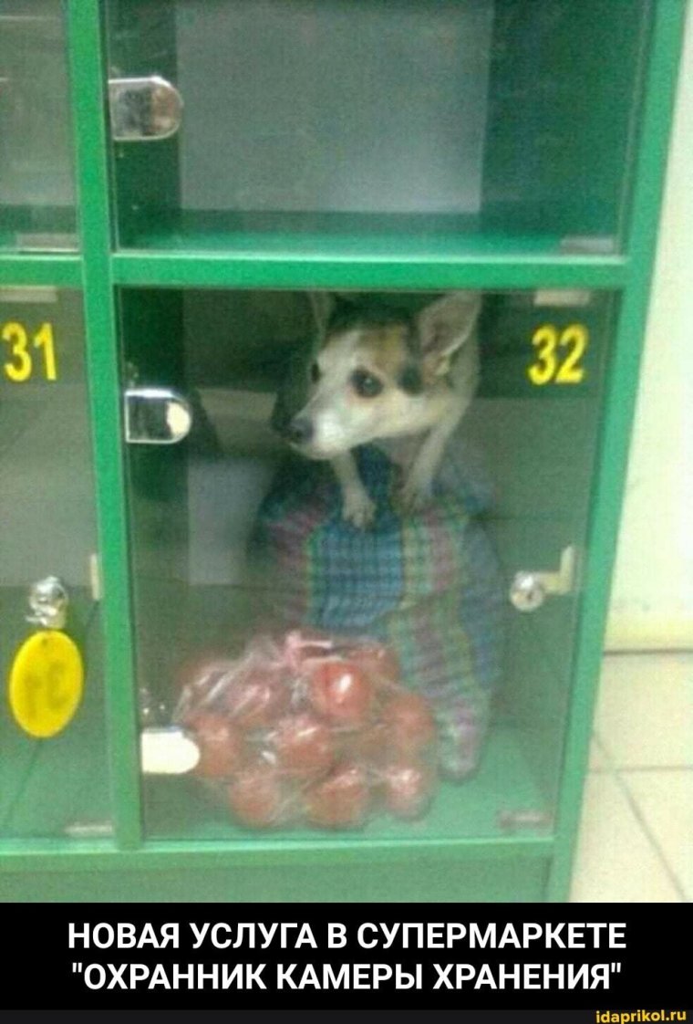 Собака в камере хранения