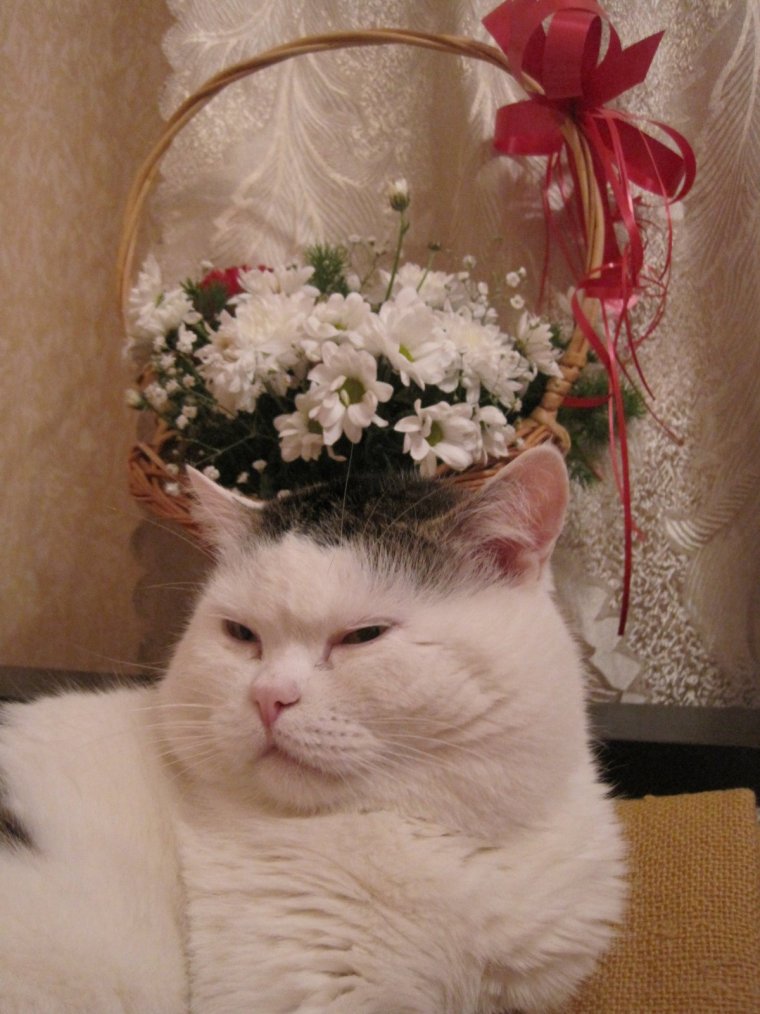 Кот с букетом