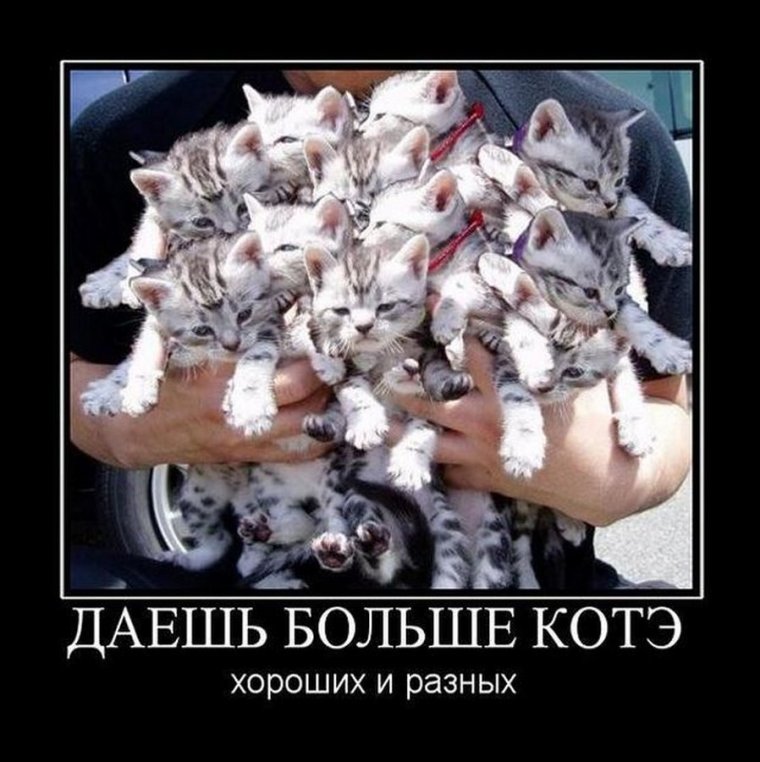 Букет котов