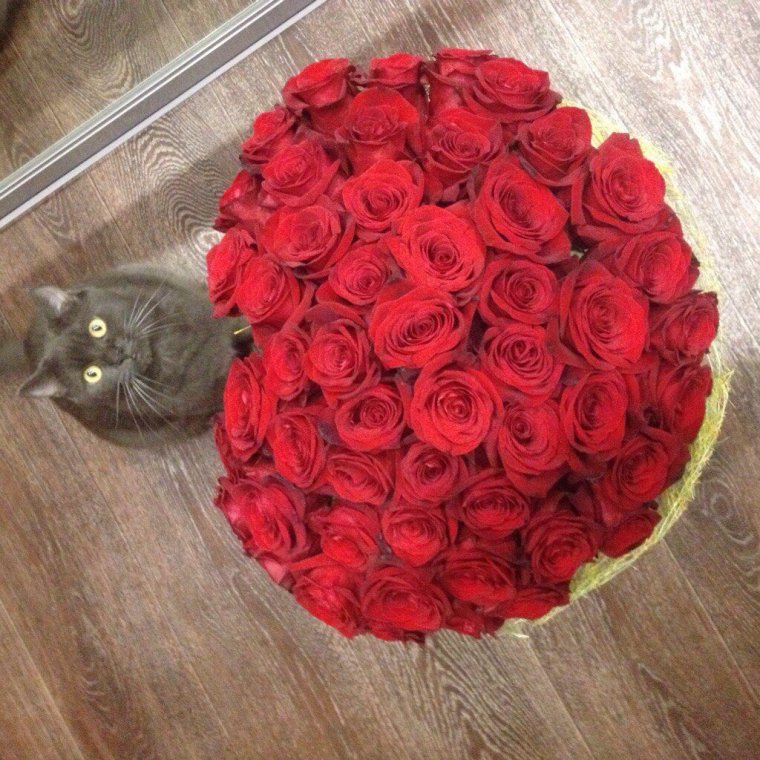 Кот с букетом роз