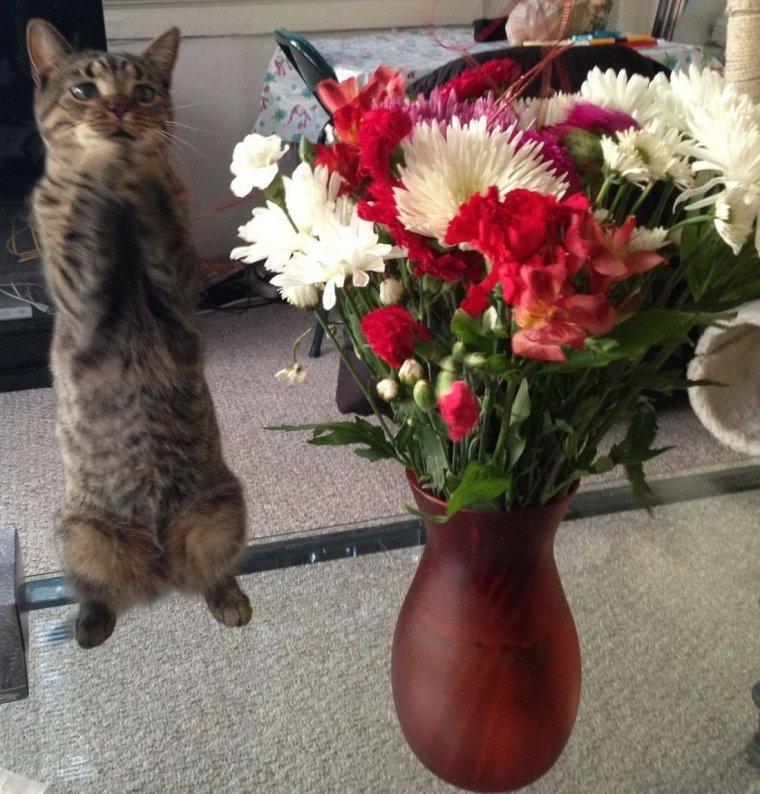 Кот с цветами