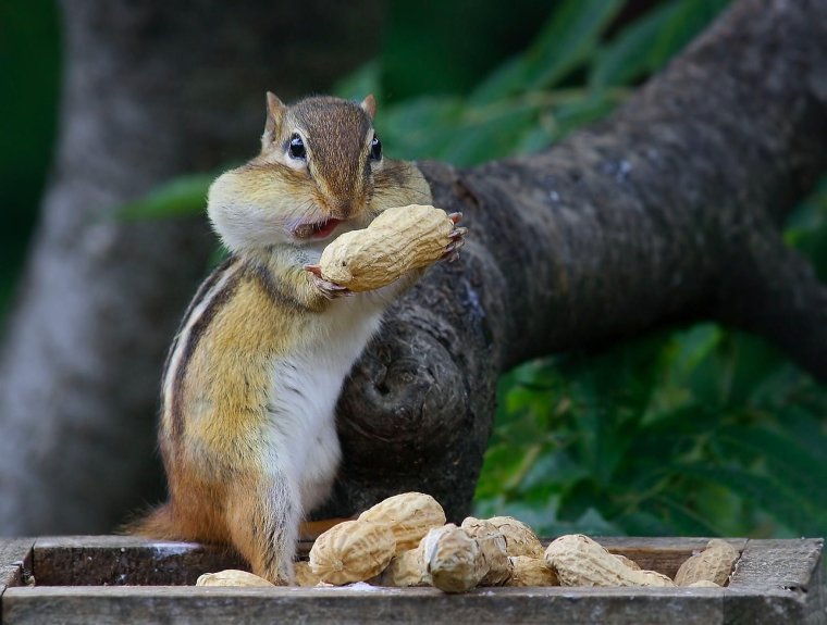 Бурундук с орехами
