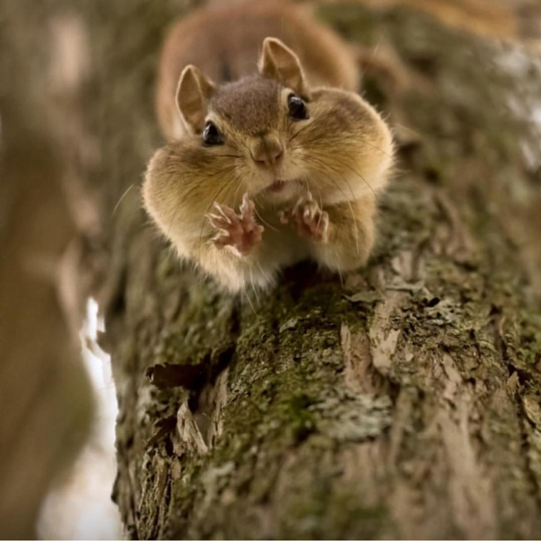 Милые бурундуки