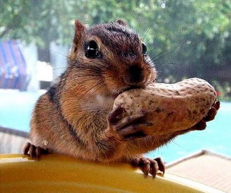 Запасливая белка