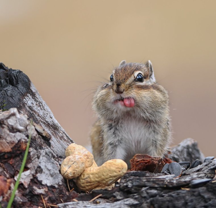 Запасливый бурундук