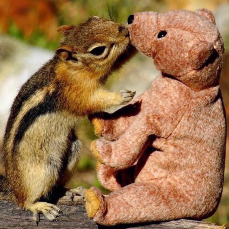 Бурундук кушает