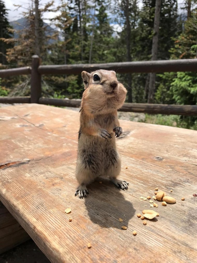 Прикольный бурундучок