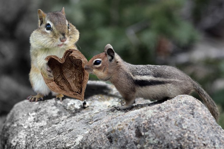 Грызуны бурундук