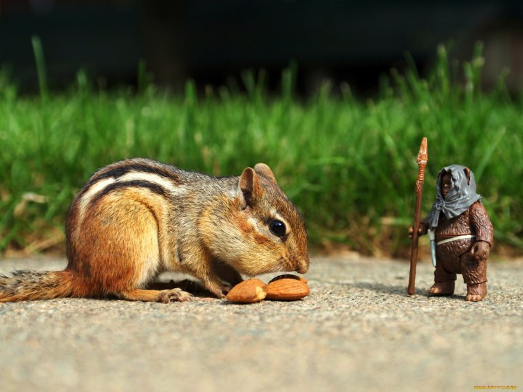 Пухлый бурундук