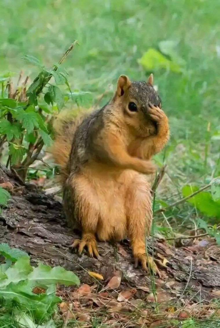 Бурундук и белка