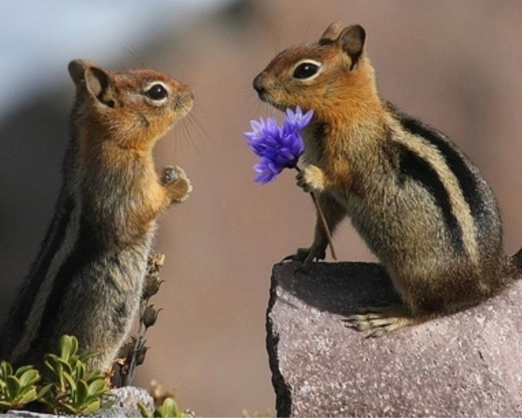 Бурундуки обнимаются