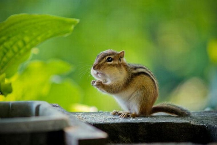 Милые животные бурундуки