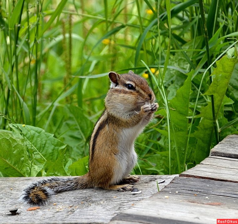 Малый бурундук (Tamias Minimus)