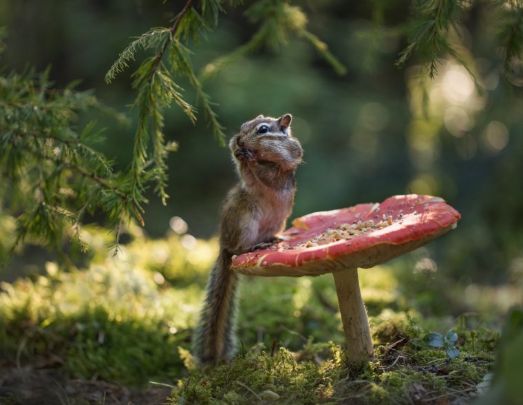 Забавный бурундучок