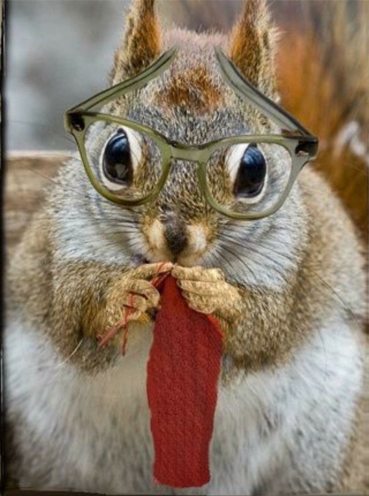 Белочка прикольная в очках