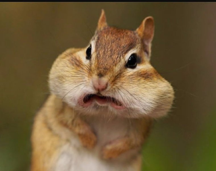 Бурундук улыбается