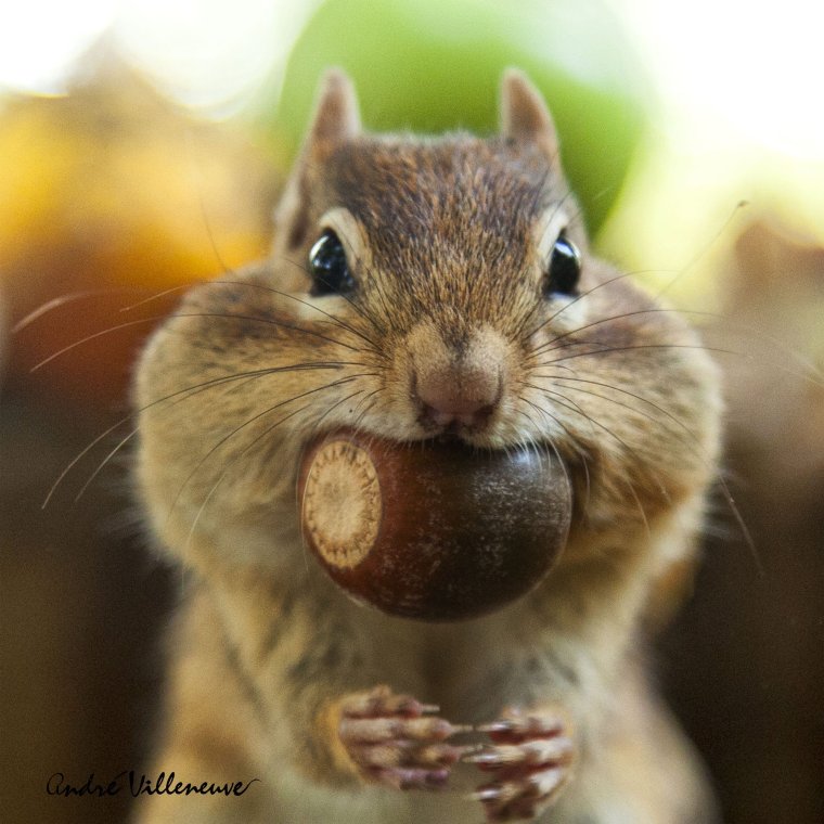 Белка с набитыми щеками