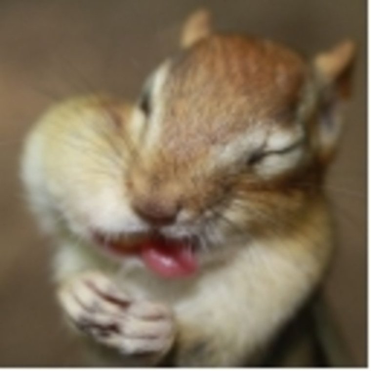 Бурундук с орехами за щеками