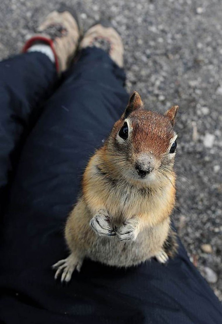 Бурундук прикольный