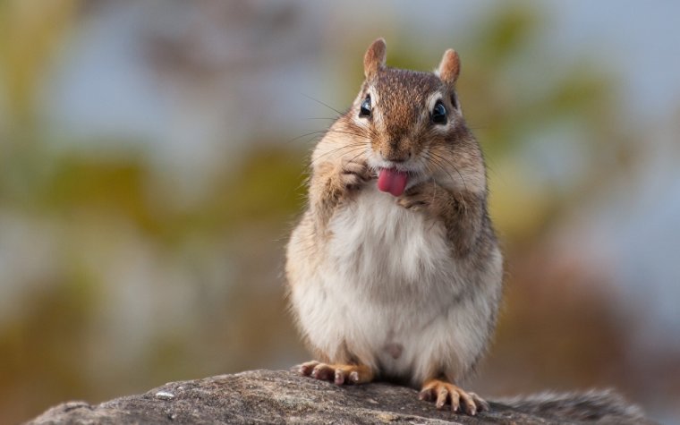 Милый бурундук