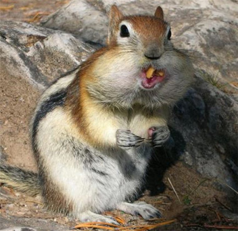 Бурундук зубы