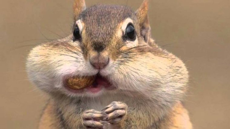 Белка с набитым ртом