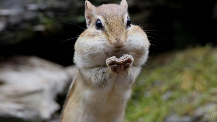 Белка с орехами за щеками