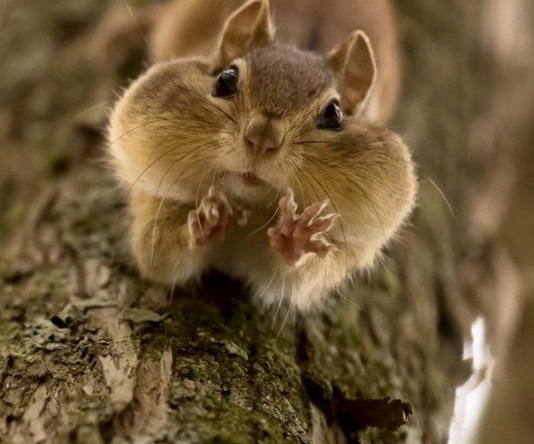 Милый бурундучок