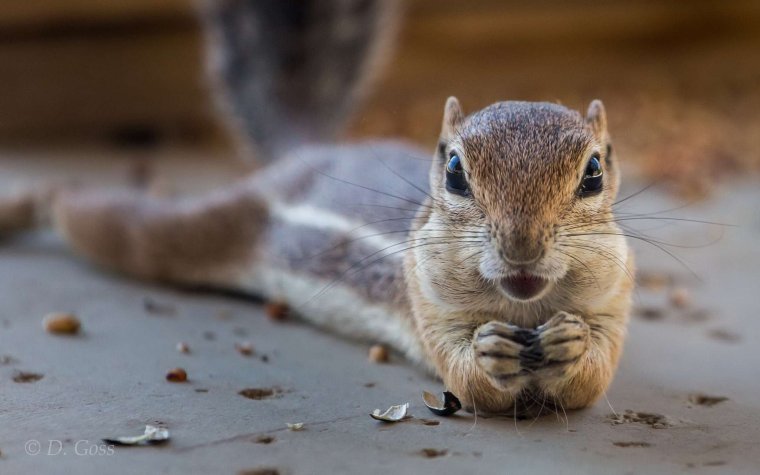 Бурундук в шоке