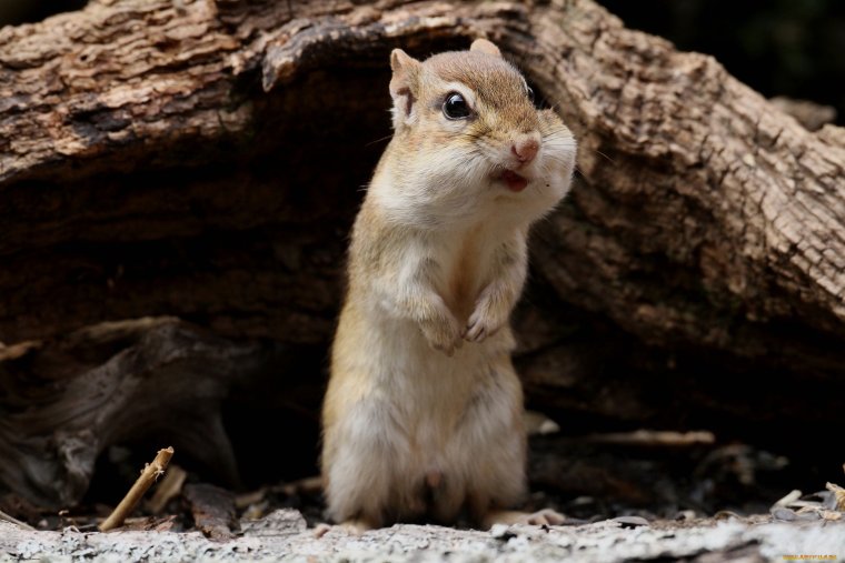 Злой бурундук