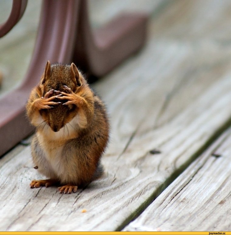 Смешной бурундук