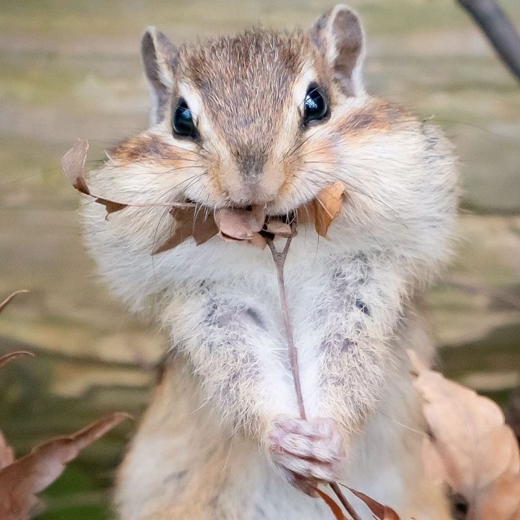 Бурундук красивый