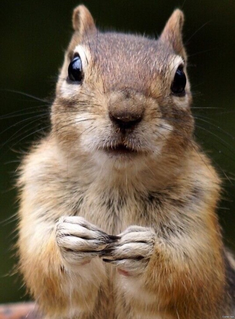 Прикольный бурундучок