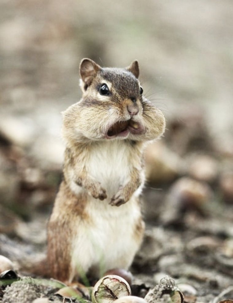 Смешной бурундук