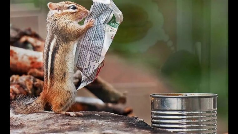 Смешной бурундук