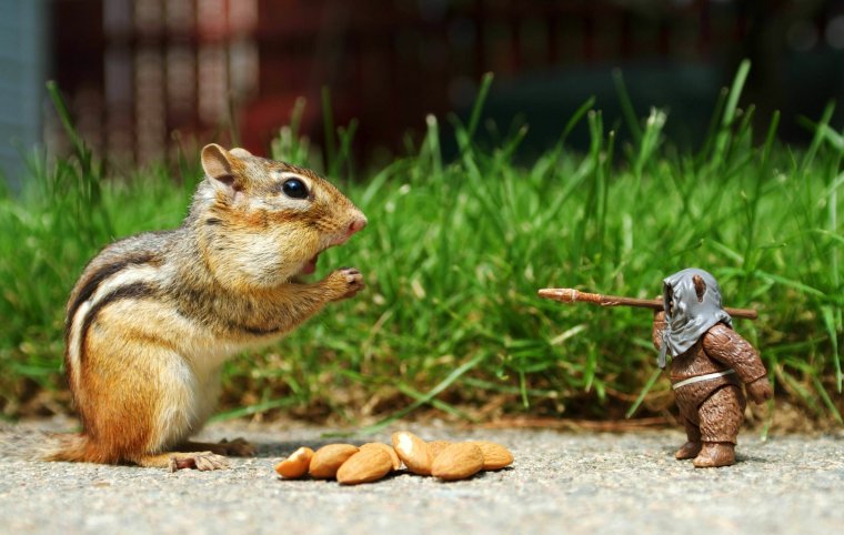 Бурундук Таунсенда