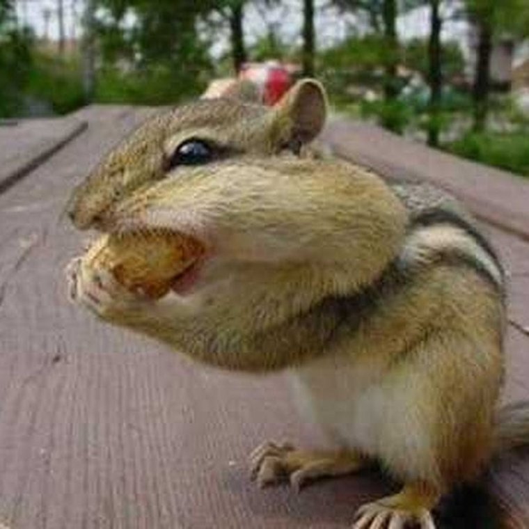 Бурундук прикольный