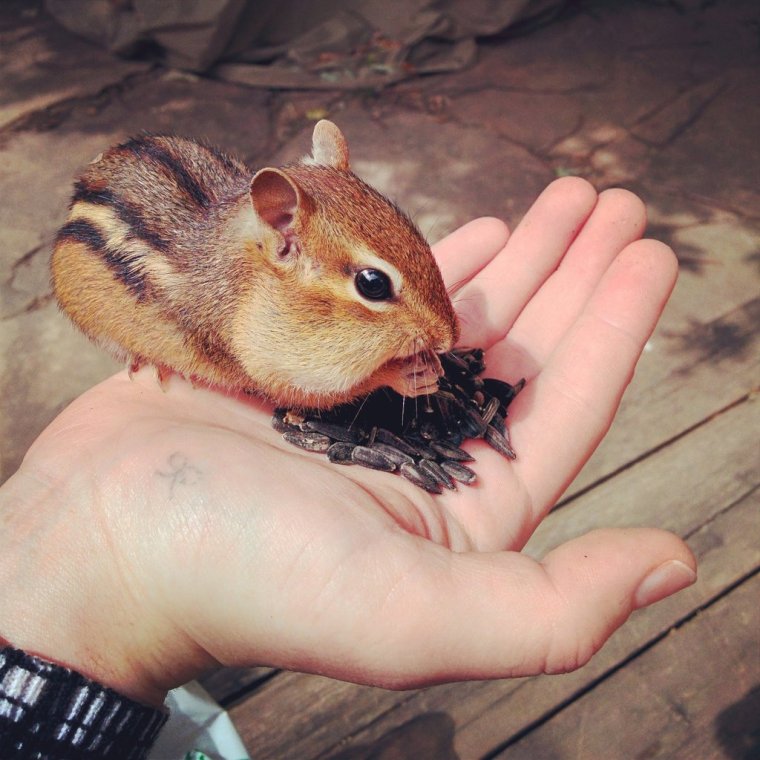 Бурундук прикол