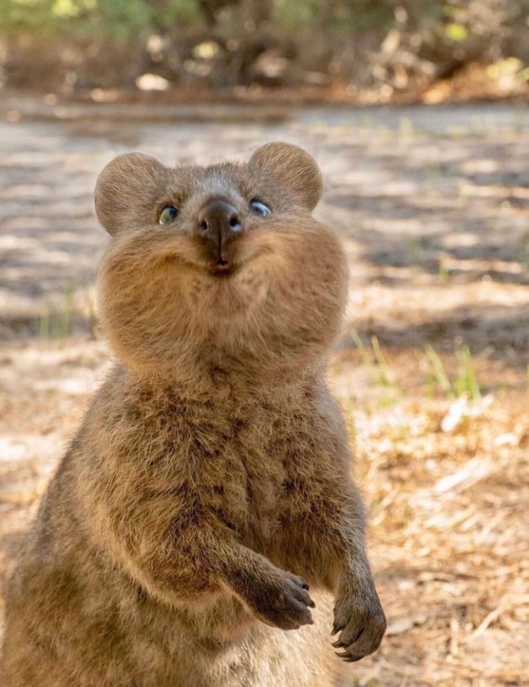 Зверек Квокка