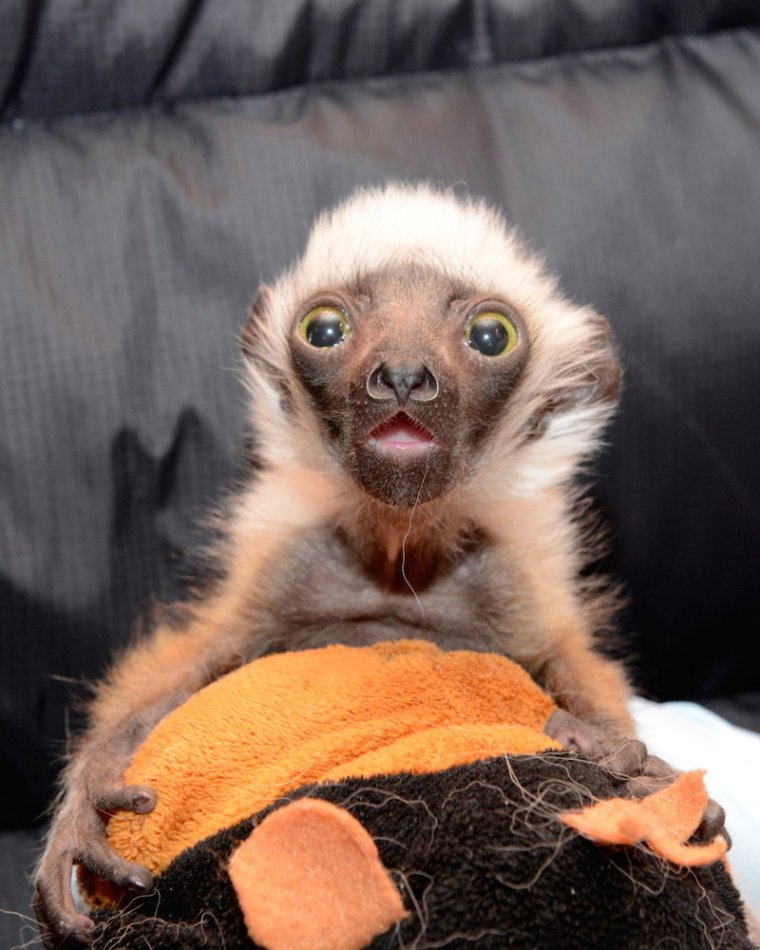 Забавные зверьки