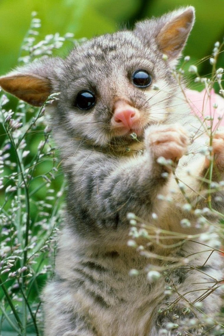 Поссум и опоссум