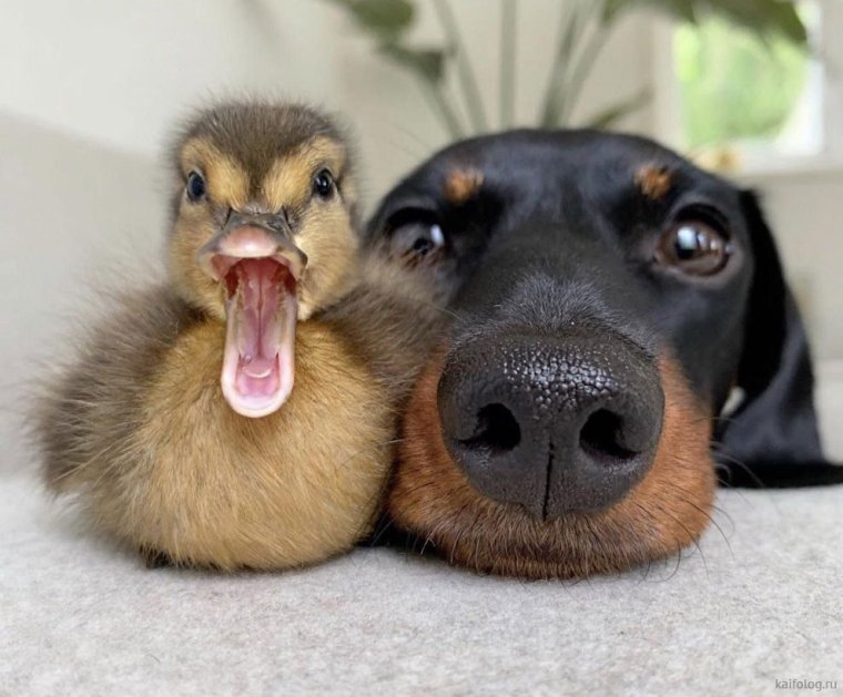 Дружба животных