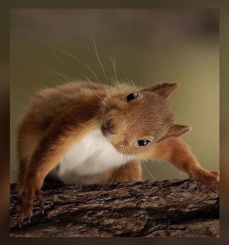 Смешная белка