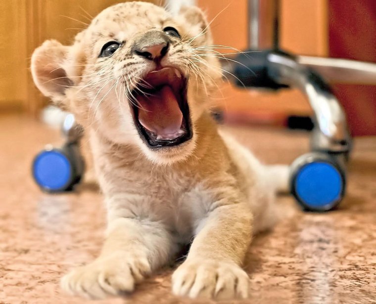 Смешные звери