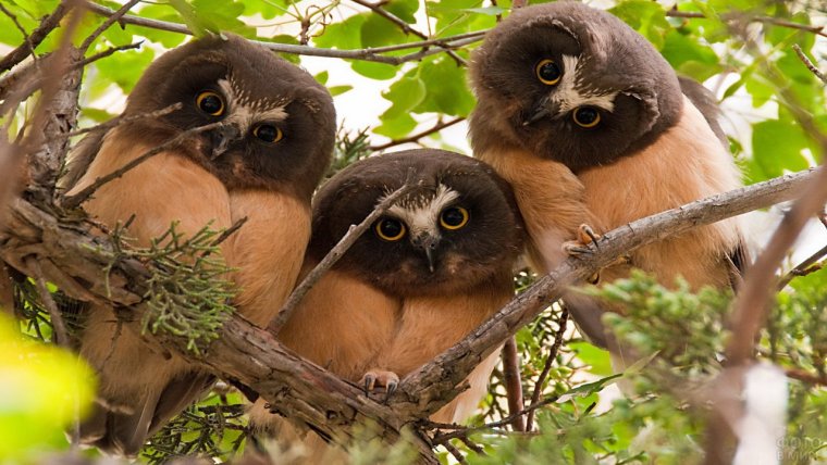 Трое животных