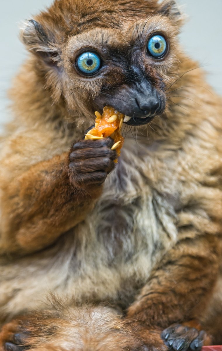 Упоротый лемур