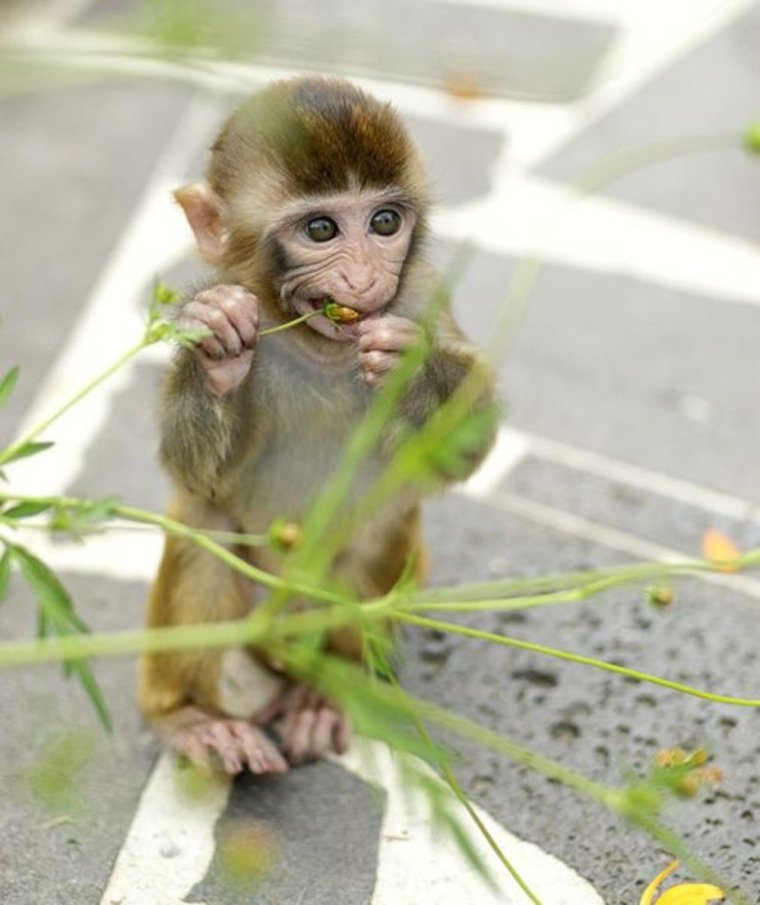 Прикольные зверюшки картинки