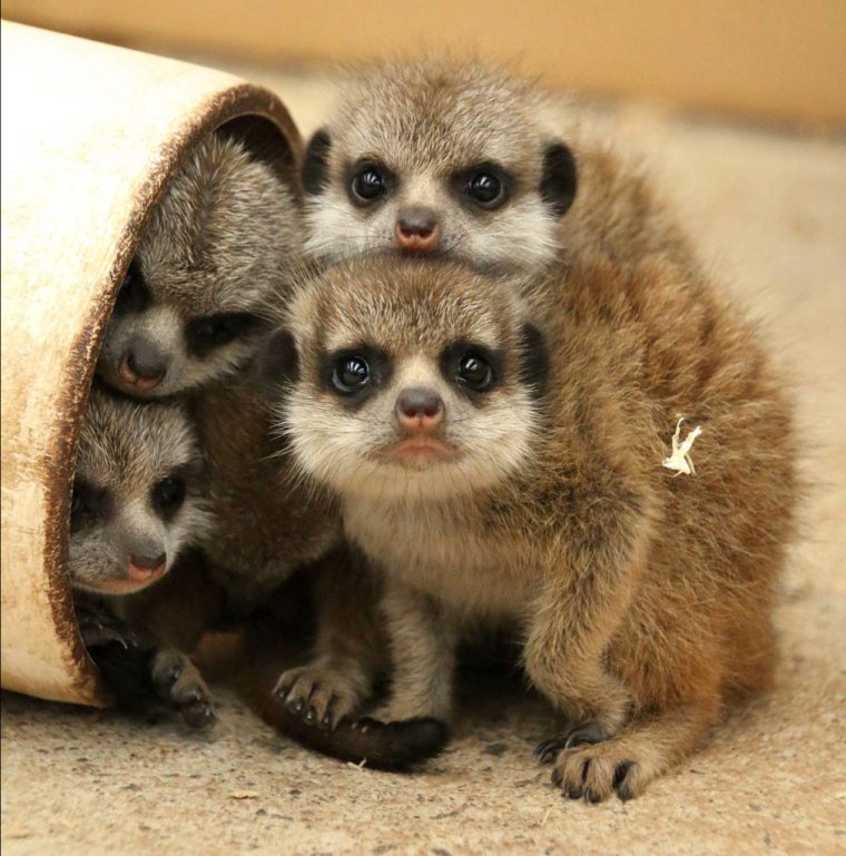 Сурикаты Детеныши