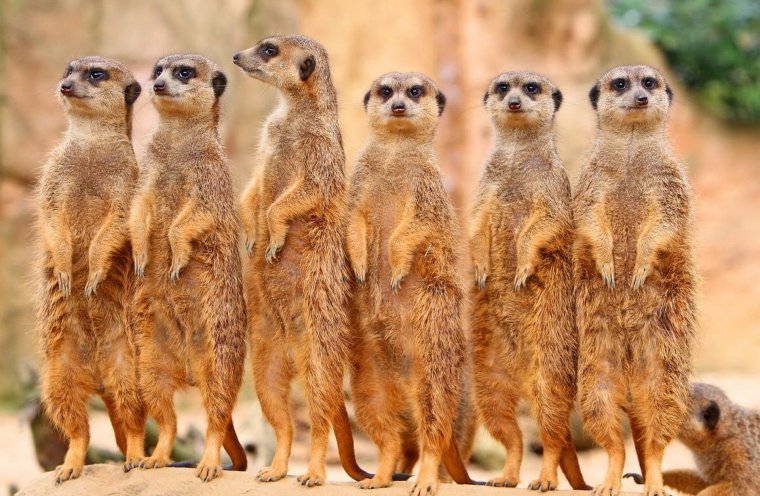 Пустынный сурикат