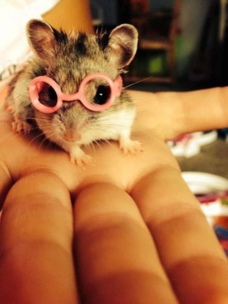 Смешные милые зверюшки